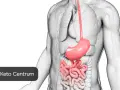 Anatomia układu pokarmowego. Szukaj przepisów na dietę przy chorym woreczku żółciowym w Keto Centrum.