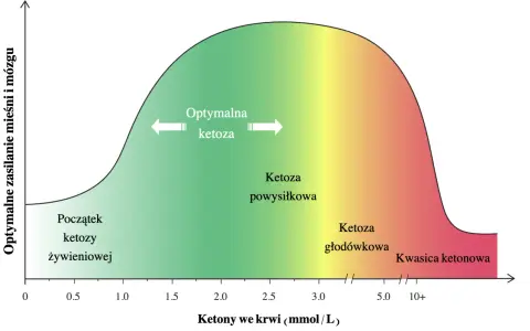 Wykres pokazuje optymalne zasilanie mięśni i mózgu w zależności od poziomu ketonów we krwi. Od początku ketozy żywieniowej, przez ketoza powysiłkową i głodówkową, aż do kwasicy ketonowej.
