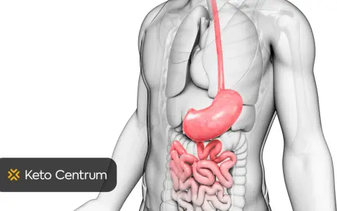 Anatomia układu pokarmowego. Szukaj przepisów na dietę przy chorym woreczku żółciowym w Keto Centrum.